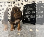 Puppy Orange collar 1 Bloodhound