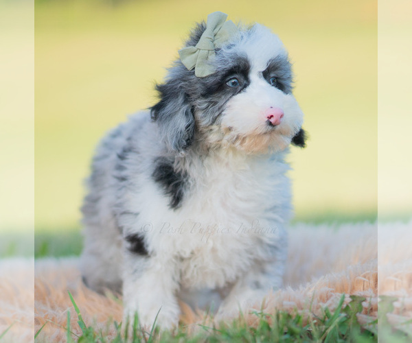 Medium Photo #7 Goldendoodle (Miniature) Puppy For Sale in WARSAW, IN, USA