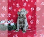 Small Photo #3 Labrador Retriever Puppy For Sale in NOTTINGHAM, PA, USA