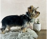 Small #7 Yorkshire Terrier