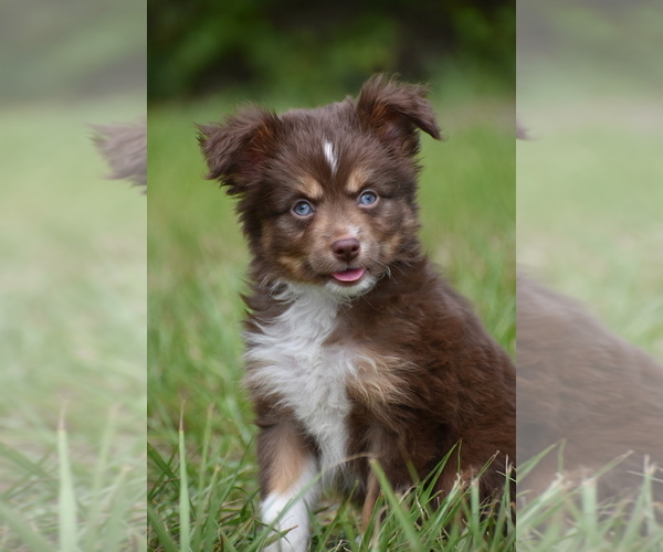 Medium Photo #1 Miniature Australian Shepherd Puppy For Sale in PALM COAST, FL, USA