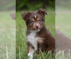 Miniature Australian Shepherd Puppy for sale in PALM COAST, FL, USA