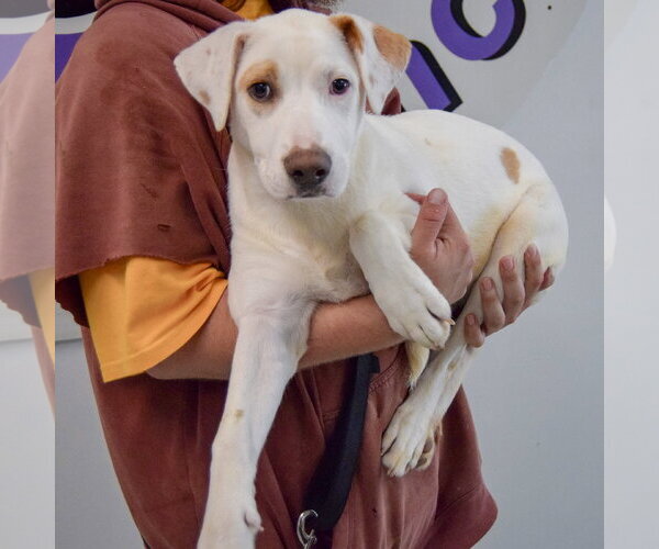Medium Photo #3 Pointer-Unknown Mix Puppy For Sale in Huntley, IL, USA