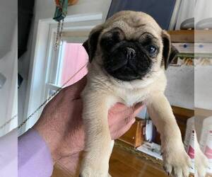 Pug Puppy for sale in MECHANICSVILLE, MD, USA