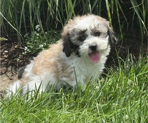 Zuchon Puppy for sale in CANOGA, NY, USA