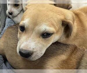 Black and Tan Coonhound-Unknown Mix Dogs for adoption in Conroe, TX, USA
