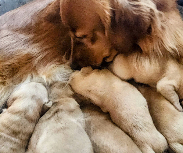 Medium Photo #10 Golden Retriever Puppy For Sale in ELMER, NJ, USA