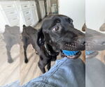 Small #10 Labrador Retriever Mix