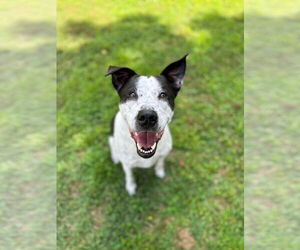 Pointer-Unknown Mix Dogs for adoption in COLUMBIA, MD, USA