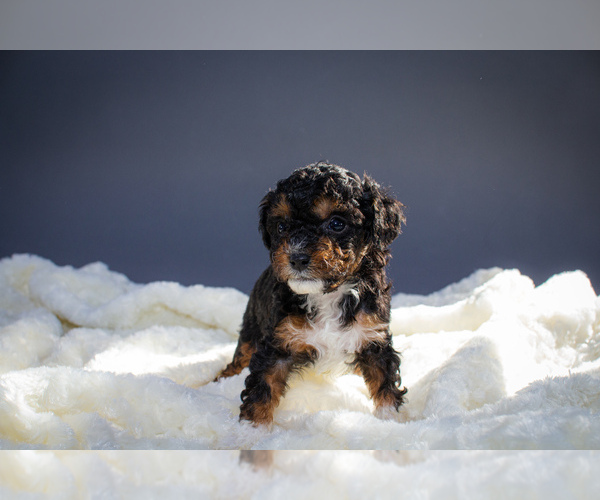Medium Photo #3 Cavapoo Puppy For Sale in PORTAGE, MI, USA