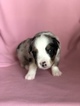 Small Photo #1 Australian Shepherd Puppy For Sale in SCURRY, TX, USA