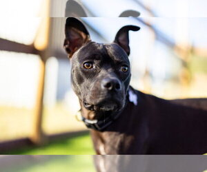 1. Shayla - Female Staffordshire Bull Terrier-Unknown Mix Dog for Adoption - Photo #2