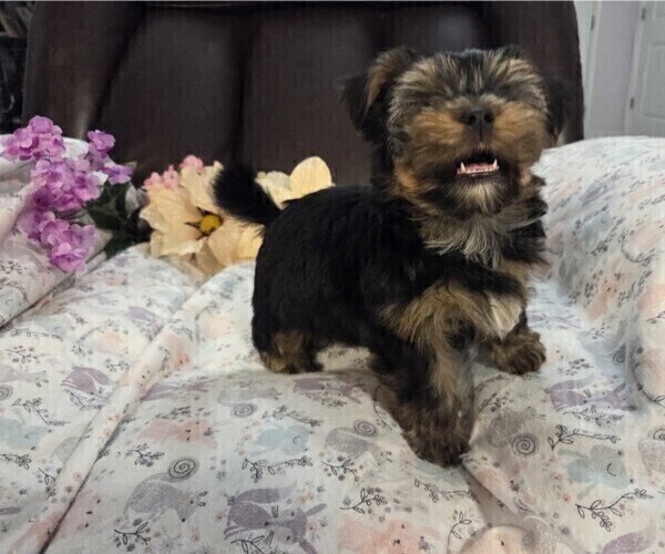 Medium Photo #32 Yorkshire Terrier Puppy For Sale in RHOADESVILLE, VA, USA
