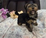 Small Photo #32 Yorkshire Terrier Puppy For Sale in RHOADESVILLE, VA, USA