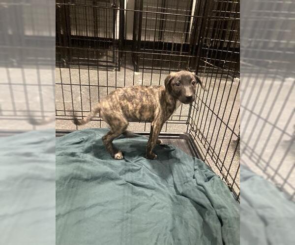 Medium Photo #1 American Pit Bull Terrier Puppy For Sale in Bakersfield, CA, USA