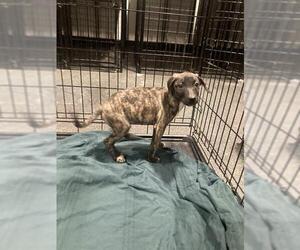 American Pit Bull Terrier Dogs for adoption in Bakersfield, CA, USA