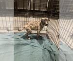 Small American Pit Bull Terrier