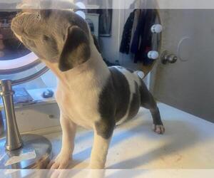 American Bully Puppy for sale in MORENO VALLEY, CA, USA