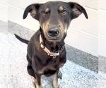 Small #1 Labrador Retriever