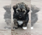 Small Photo #1 Shih-Poo Puppy For Sale in BOWLING GREEN, KY, USA