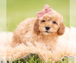 Small #1 Goldendoodle (Miniature)