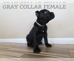 Small Photo #5 Cane Corso Puppy For Sale in APPLE VALLEY, CA, USA