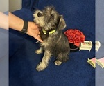 Small #30 Schnauzer (Miniature)