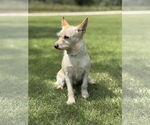 Small #3 Mutt