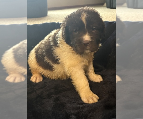 Medium Photo #6 Newfoundland Puppy For Sale in WAUSEON, OH, USA