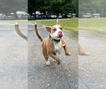 Small #4 Mutt