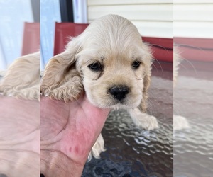 Cocker Spaniel Puppy for sale in HODGENVILLE, KY, USA