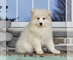 Small Photo #3 Samoyed Puppy For Sale in GORDONVILLE, PA, USA