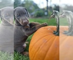 Small #2 Doberman Pinscher