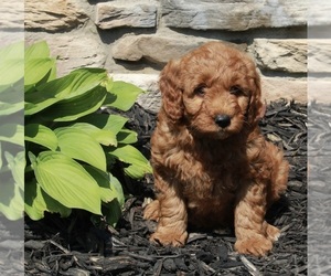 Goldendoodle (Miniature) Puppy for sale in FREDERICKSBURG, OH, USA