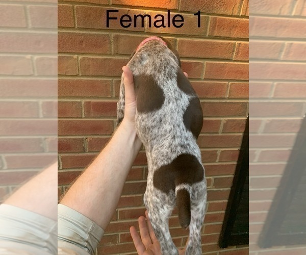 Medium Photo #12 German Shorthaired Pointer Puppy For Sale in MARIETTA, GA, USA