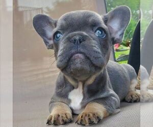 Medium French Bulldog