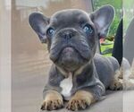Small French Bulldog
