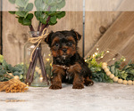 Puppy Diesel Yorkshire Terrier