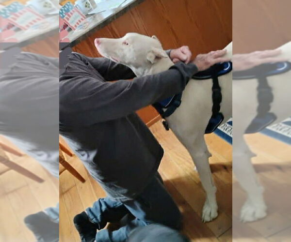 Medium Photo #7 Doberman Pinscher Puppy For Sale in Buffalo, MN, USA