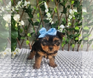 Morkie Puppy for sale in INDIANAPOLIS, IN, USA