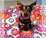 Small #2 Dachshund