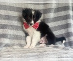 Small Photo #2 Border Collie Puppy For Sale in LAKELAND, FL, USA