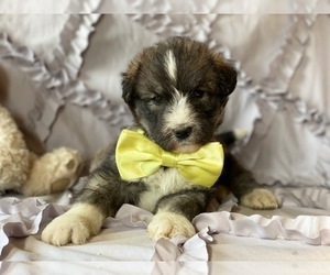 Poodle (Standard)-Siberian Husky Mix Puppy for sale in LANCASTER, PA, USA