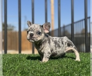 French Bulldog Puppy for sale in TUCSON, AZ, USA