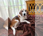 Small Beagle