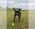 Small Photo #3 American Staffordshire Terrier-Unknown Mix Puppy For Sale in Pierceton , IN, USA