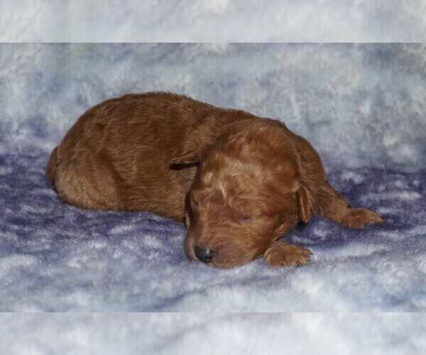Medium Photo #2 Miniature Labradoodle Puppy For Sale in LA HABRA, CA, USA