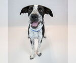 Small #5 Border Collie Mix