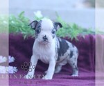 Small #4 Boston Terrier