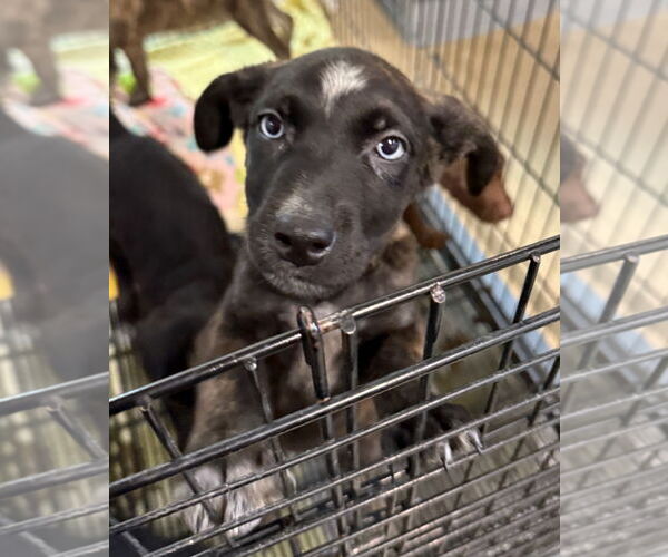 Medium Photo #9 Border Collie-Siberian Husky Mix Puppy For Sale in GILBERTS, IL, USA